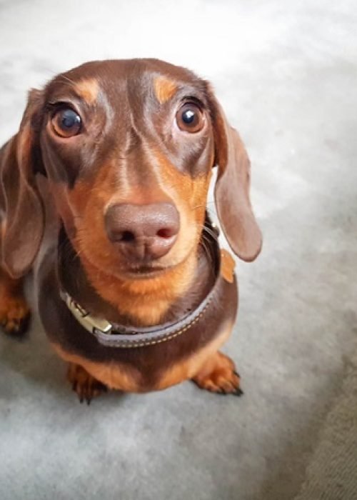 cachorro-salsicha-petlove-1