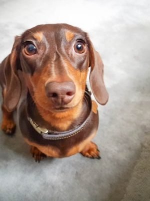 cachorro-salsicha-petlove