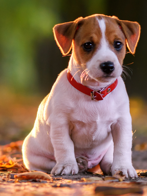 filhotes-de-cachorro-alcanc3a7am-o-c3a1pice-de-fofura-com-8-semanas1