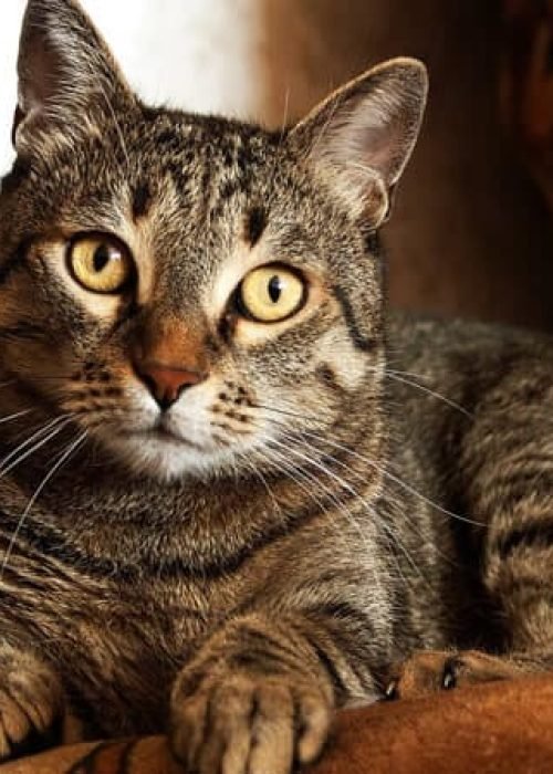 insuficiencia-renal-em-gatos-topo-1