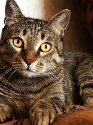 insuficiencia-renal-em-gatos-topo